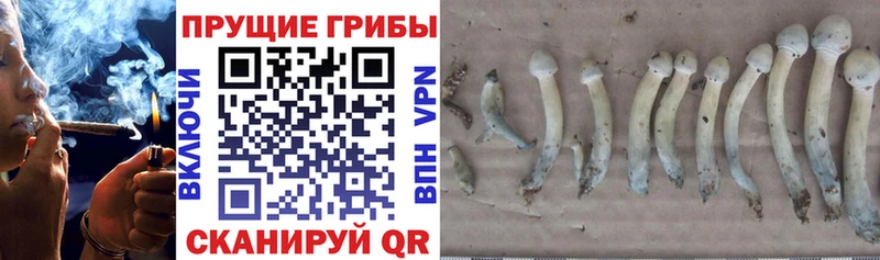 Купить закладки  Нововоронеж  Псилоцибиновые грибы Psilocybine cubensis 